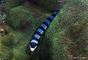 Yellow-Lipped Sea Krait/Photographed with a 60 mm macro l... by Laurie Slawson 